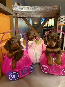 mini dachshunds
