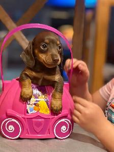 mini dachshunds - Photo 2