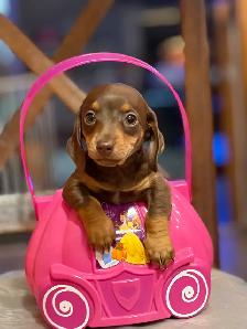 mini dachshunds - Photo 3
