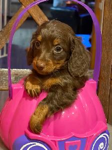 mini dachshunds - Photo 4