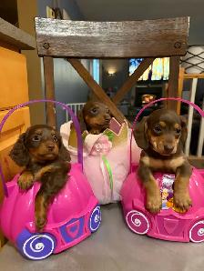 mini dachshunds - Photo 5