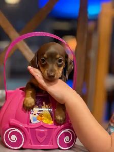 mini dachshunds - Photo 6