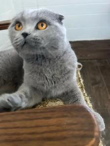 Scottish Straight Blue longhair kitten registered in CCA/AFC - Photo 5