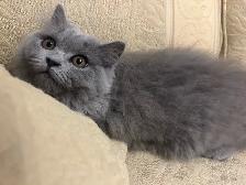 Scottish Straight Blue longhair kitten registered in CCA/AFC - Photo 6