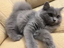Scottish Straight Blue longhair kitten registered in CCA/AFC - Photo 7