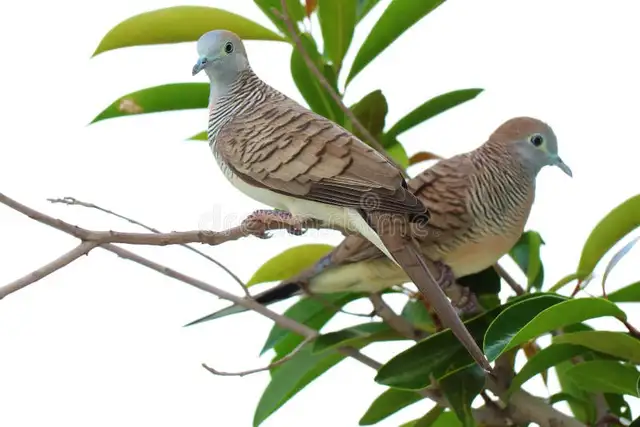 Pair of Zebra Doves