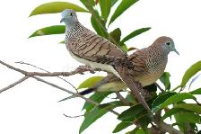 Pair of Zebra Doves