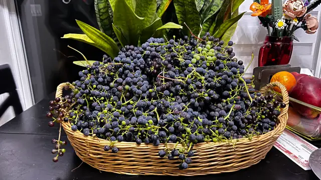 Grapes for Sale Organic