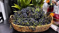 Grapes for Sale Organic
