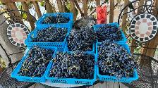 Grapes for Sale Organic - Photo 2