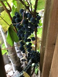 Grapes for Sale Organic - Photo 3
