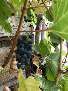 Grapes for Sale Organic - Photo 4