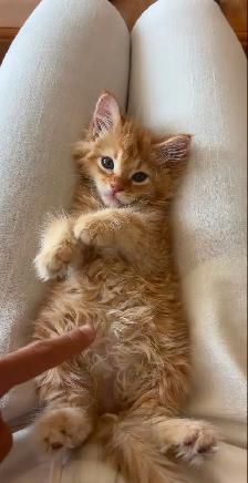 Hypoallergenic Siberian x Russian Blue Kittens! - Photo 2