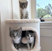 Hypoallergenic Siberian x Russian Blue Kittens! - Photo 3