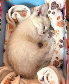 Hypoallergenic Siberian x Russian Blue Kittens! - Photo 4