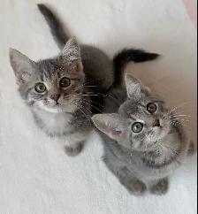 Hypoallergenic Siberian x Russian Blue Kittens! - Photo 5