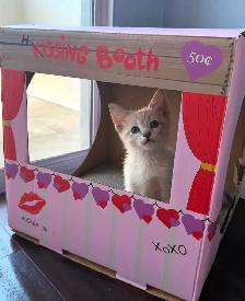 Hypoallergenic Siberian x Russian Blue Kittens! - Photo 6