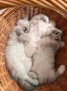Hypoallergenic Siberian x Russian Blue Kittens! - Photo 7