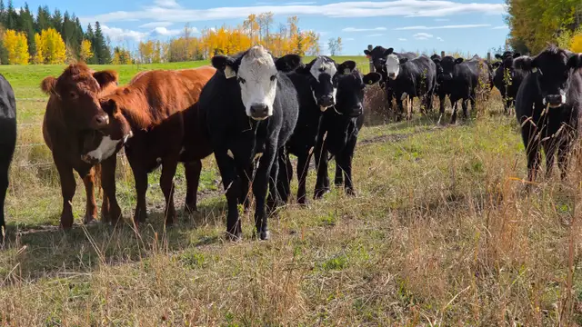 Bred Heifers AngusX for sale