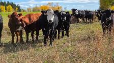 Bred Heifers AngusX for sale