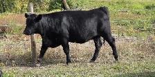 Bred Heifers AngusX for sale - Photo 2