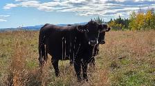 Bred Heifers AngusX for sale - Photo 3
