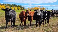 Bred Heifers AngusX for sale - Photo 4