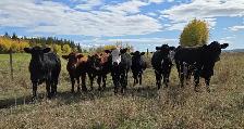 Bred Heifers AngusX for sale - Photo 5