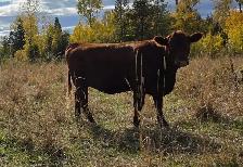 Bred Heifers AngusX for sale - Photo 6