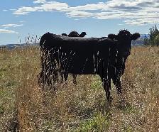 Bred Heifers AngusX for sale - Photo 7