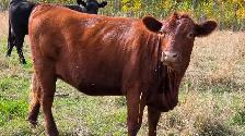 Bred Heifers AngusX for sale - Photo 8