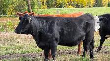 Bred Heifers AngusX for sale - Photo 9