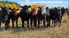 Bred Heifers AngusX for sale - Photo 10