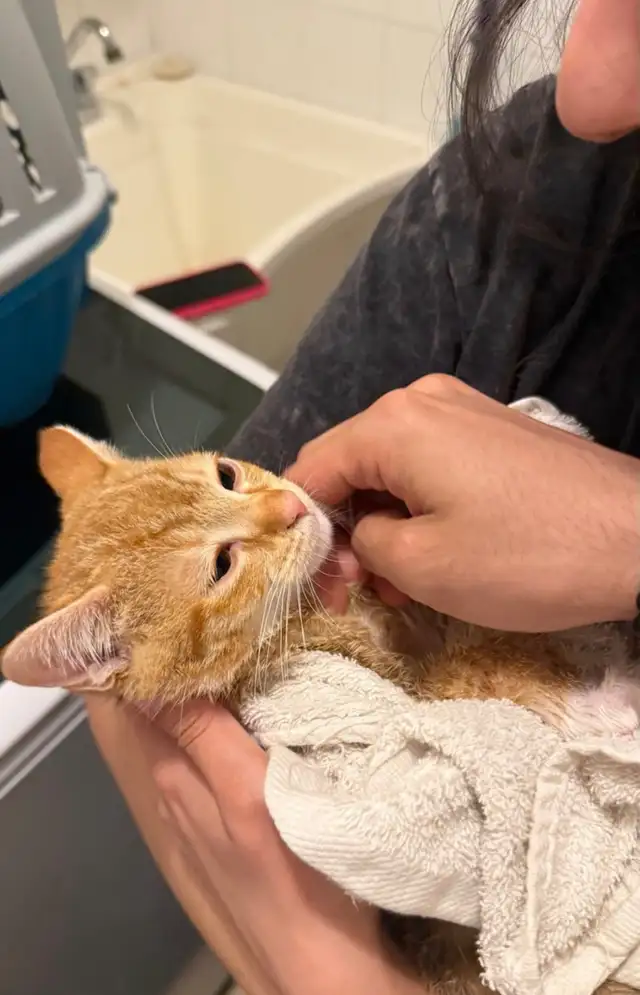 Maui looking for a new home