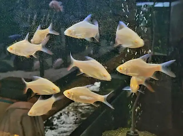albino tinfoil barbs 2.5'-3'