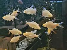 albino tinfoil barbs 2.5'-3'