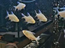 albino tinfoil barbs 2.5'-3' - Photo 3