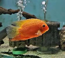 red spot severums 5.5'-6.5' - Photo 4