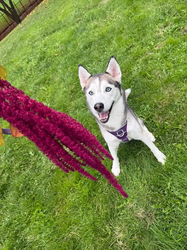 Free- 6-Year-Old Siberian Husky Looking for a Forever Home