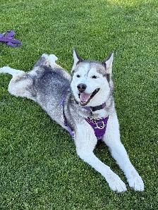Free- 6-Year-Old Siberian Husky Looking for a Forever Home - Photo 2