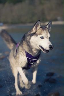 Free- 6-Year-Old Siberian Husky Looking for a Forever Home - Photo 3