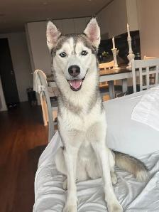 Free- 6-Year-Old Siberian Husky Looking for a Forever Home - Photo 4