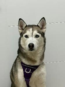 Free- 6-Year-Old Siberian Husky Looking for a Forever Home - Photo 5