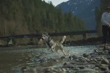 Free- 6-Year-Old Siberian Husky Looking for a Forever Home - Photo 6
