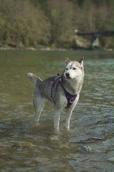 Free- 6-Year-Old Siberian Husky Looking for a Forever Home - Photo 7