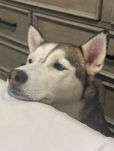 Free- 6-Year-Old Siberian Husky Looking for a Forever Home - Photo 8