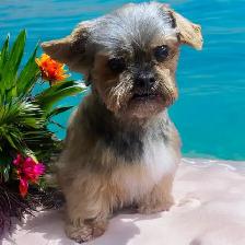 Same Day Dog Grooming - Photo 3