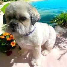 Same Day Dog Grooming - Photo 4
