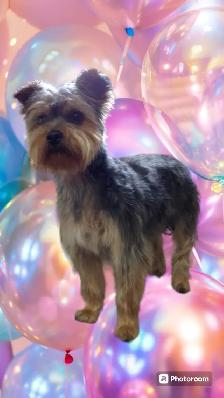 Same Day Dog Grooming - Photo 5