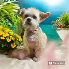 Same Day Dog Grooming - Photo 6